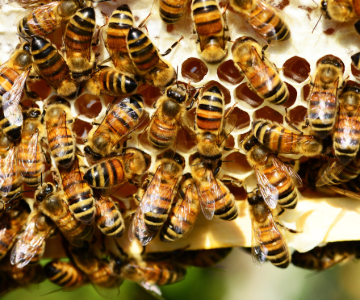 Tutustu mehiläistarhaukseen!
